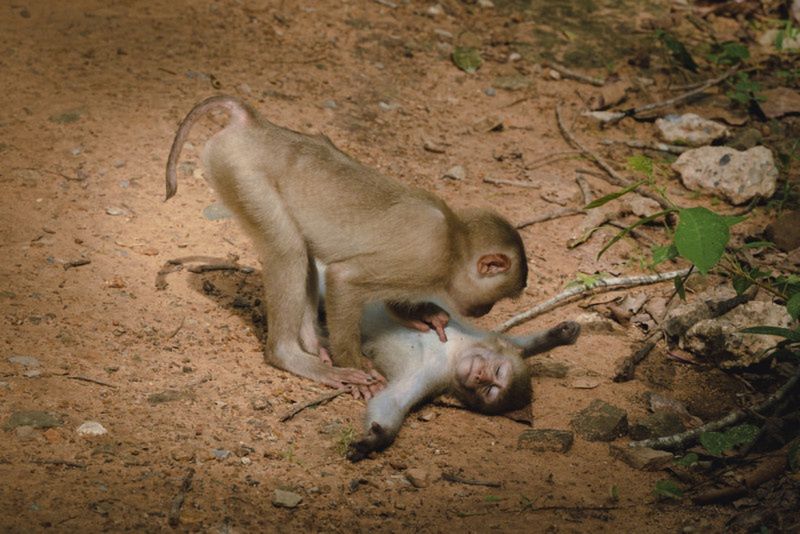 "Monkey wellness center"
