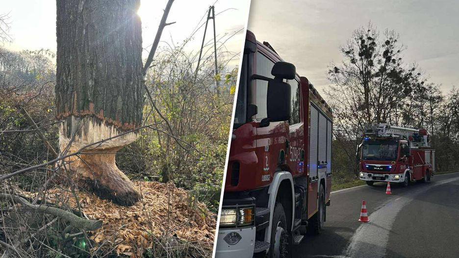 Drzewo nadgryzione przez bobry