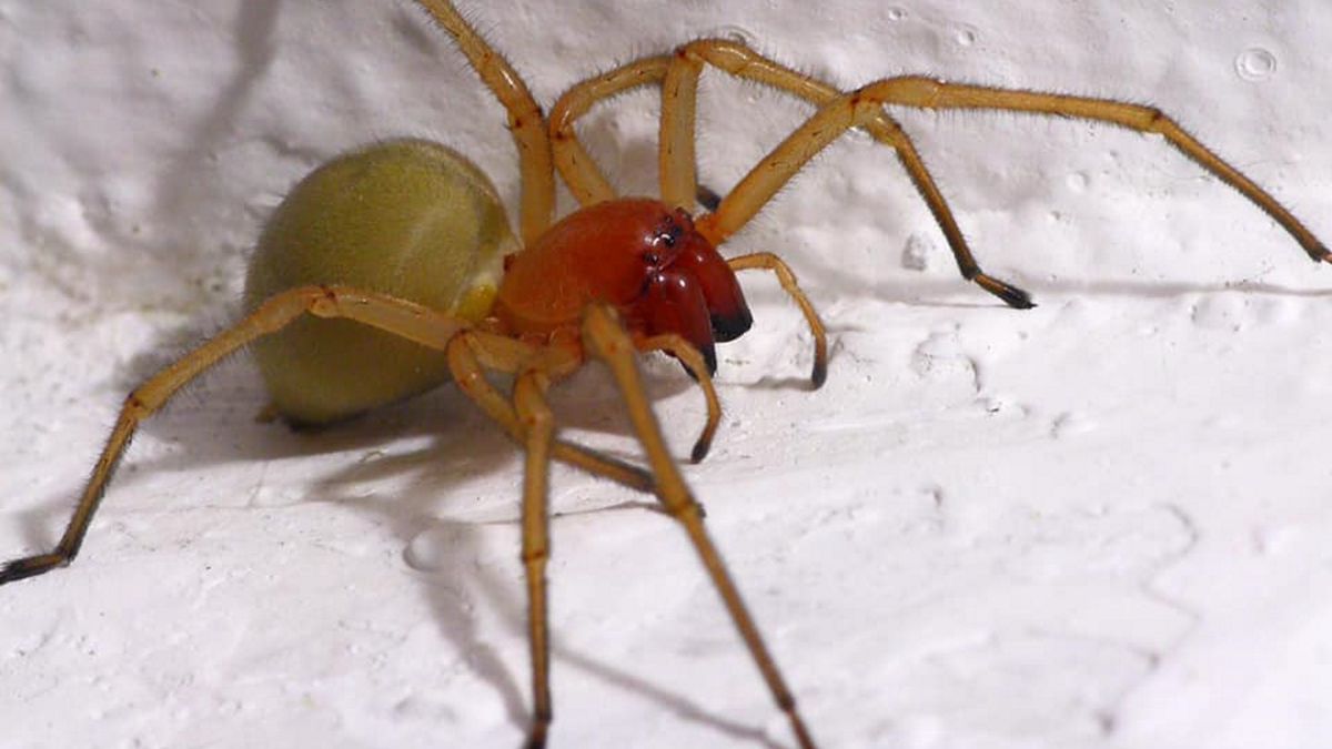 Pająk stanowi zagrożenie dla człowieka