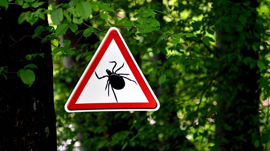 Egzotyczne kleszcze w Polsce?