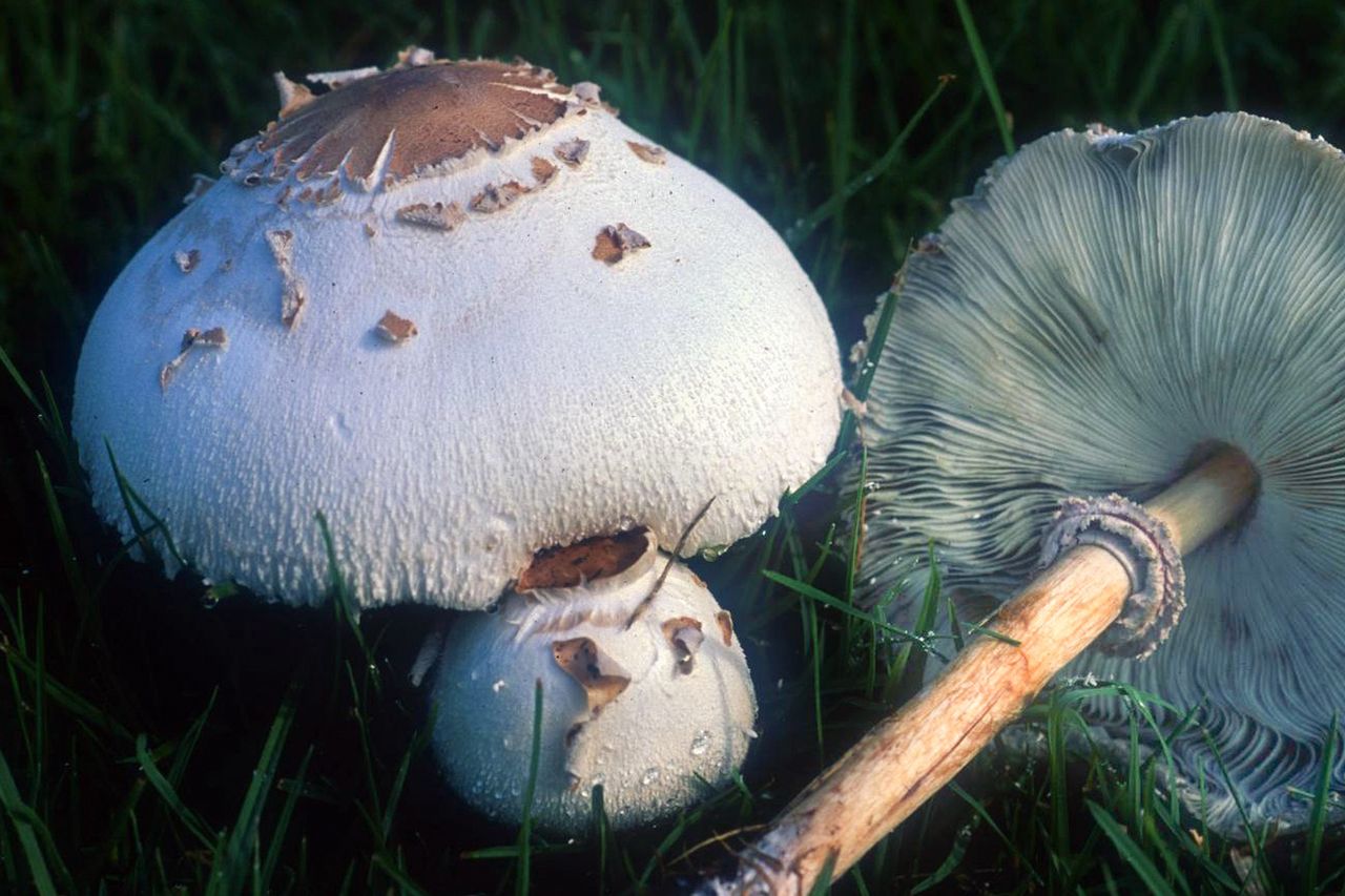 A silent killer in Polish forests. Even experienced mushroom pickers need to be cautious.