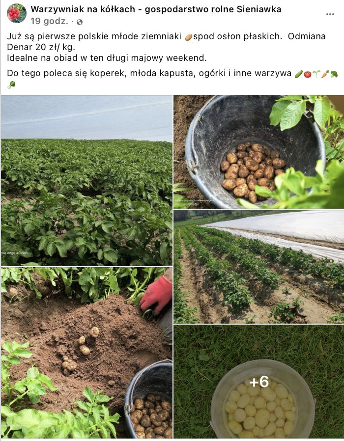 Polskie młode ziemniaki spod osłon płaskich