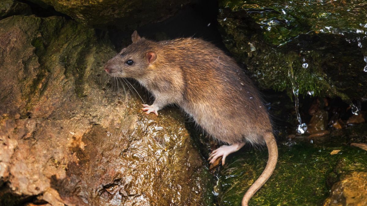 Jak skutecznie pozbyć się szczurów?