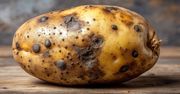 Czy czarna plamka na ziemniaku jest szkodliwa? Wiele osób ma wątpliwości, czy można takie jeść