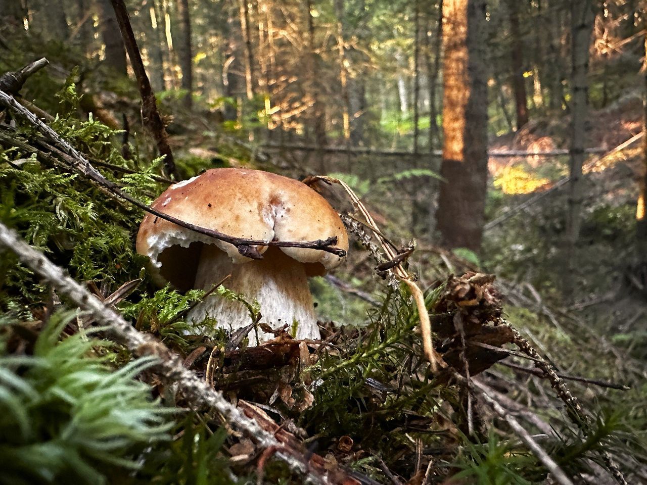 Jelenia Góra: Grzybiarze zacierają ręce, bo w lasach pojawiły się borowiki, maślaki i podgrzybki.