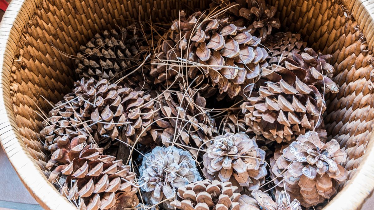 Upiecz szyszki w piekarniku, będą bazą do stworzenia nośnika zapachów