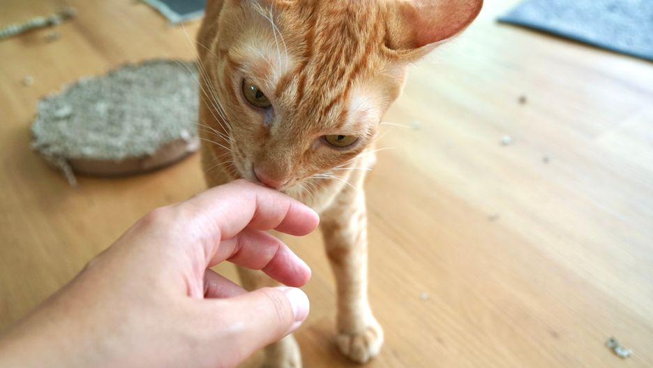 lick, licking, cat, paws, cute, pet, young, friendship, closeup, care, breed, animal, adorable, pet parent, mammal, beautiful, adopt, affection, canine, comfortable, cozy, domestic, enjoy, fat, feline, floor, friendly, fur, happy, home, indoors, kitten, kitty, lay down, look, lovely, minimal, mouth, pattern, play, portrait, pretty, rest, room, sleepy, smile, tabby, together, love