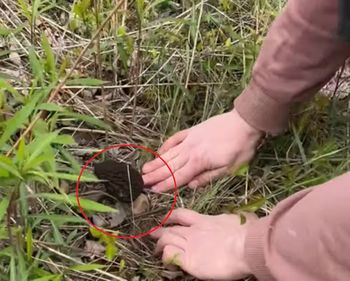 Niezwykłe znalezisko w lesie. "Ty to masz farta do tych wielkoludów"