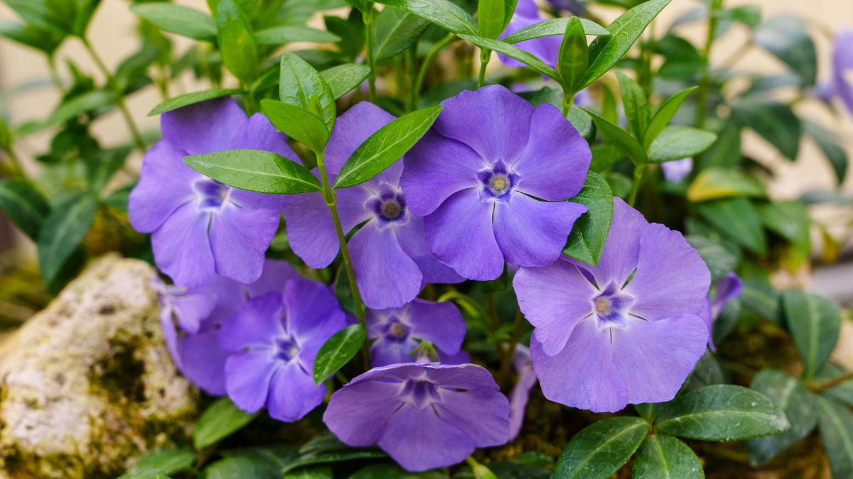 Barwinek pospolity zachowuje zielone liście przez cały rok