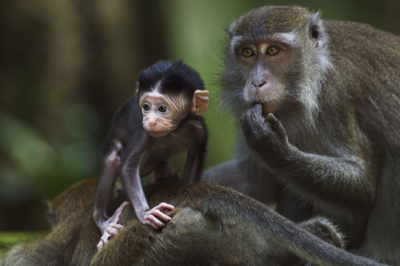 Małpy też lubią na to popatrzeć. Zaskakujące wyniki badań