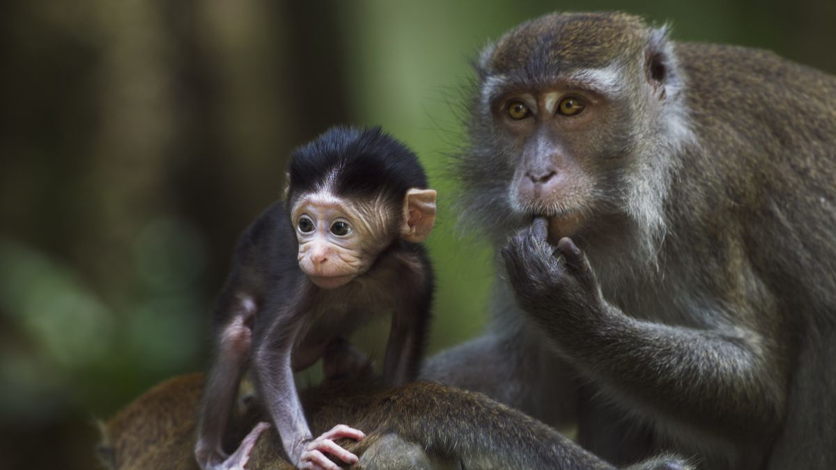 Makaki długoogonowe też lubią oglądać konflikty na ekranie