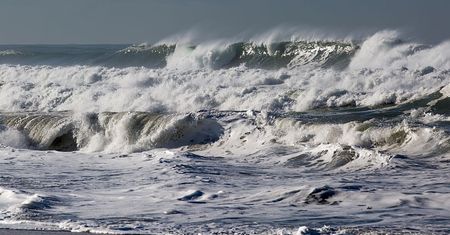 Niezwykłe znalezisko na plaży. Zwierzę ma zęby jak sztylety