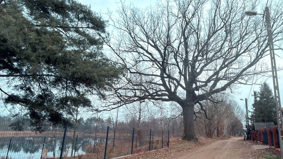 Rusza pielęgnacja pomnikowego dębu w Grabówcu!