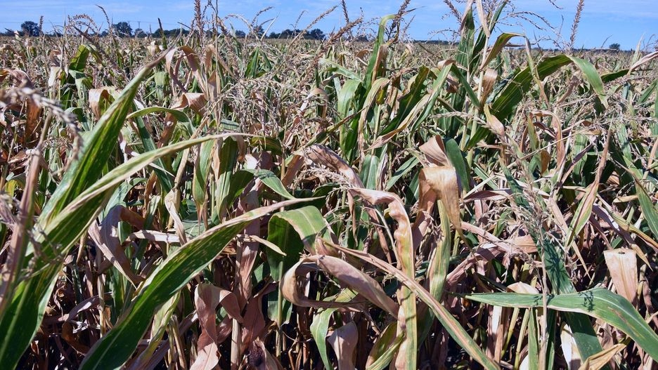 Rolnicy wskazują, że szacowanie strat suszowych za pomocą aplikacji ma liczne błędy.