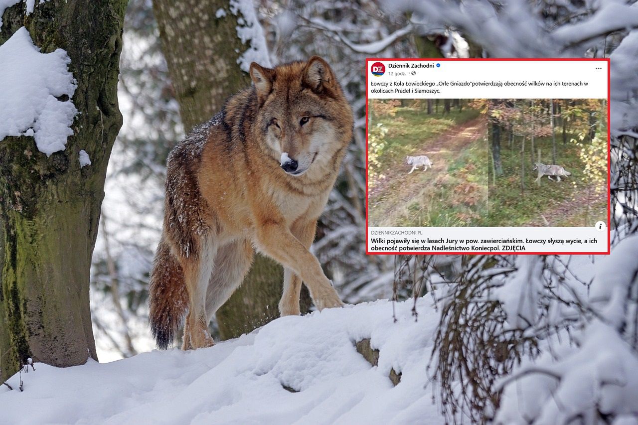 Wilki pojawiły się w lasach. Nadleśnictwo potwierdza