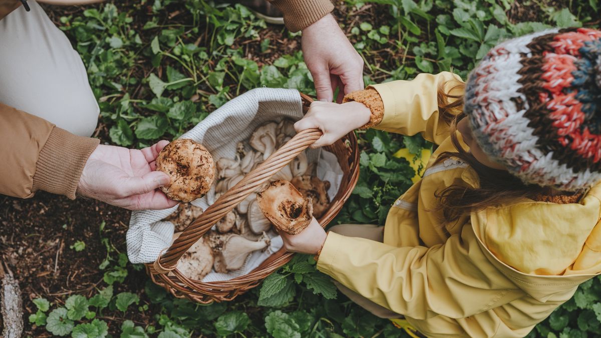 Zatrucie podczas grzybobrania w Niemczech