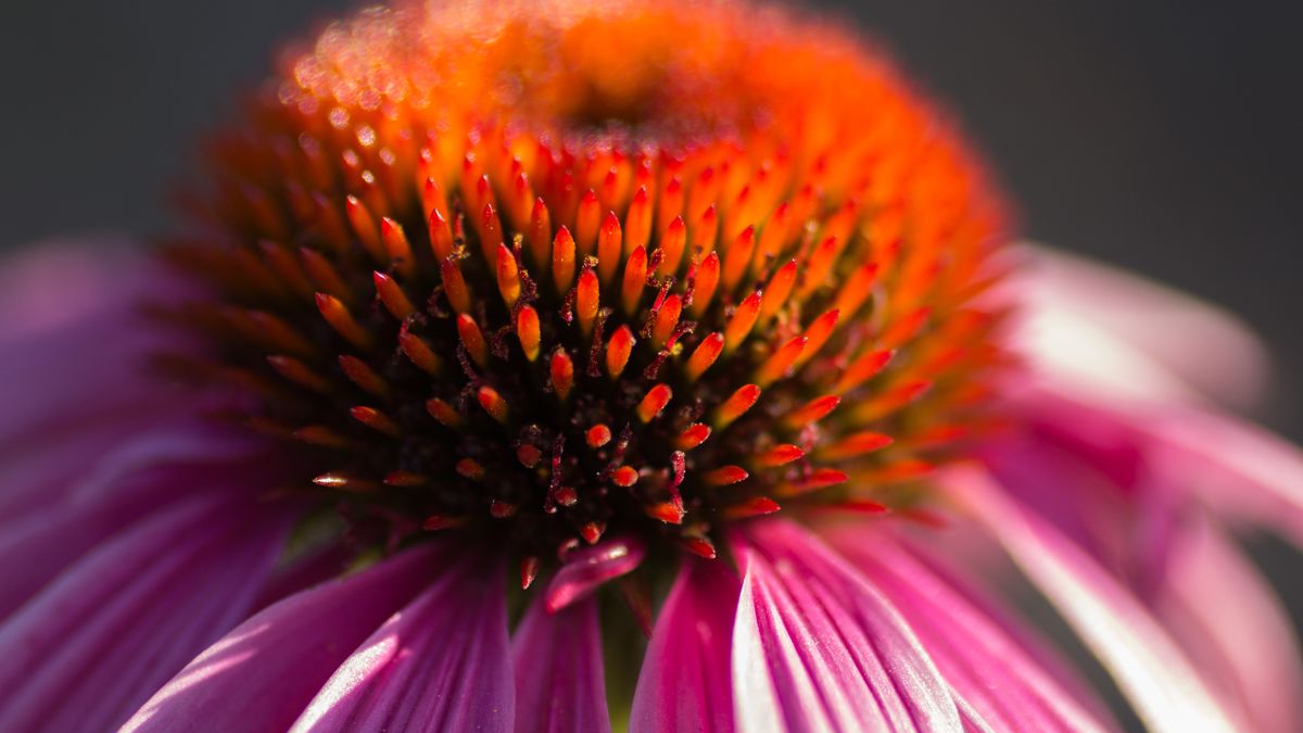 Orange Spike FlowerFlower during sunsetgorillakid435Flower, Nature, Orange, Purple, Spiked, Sunset