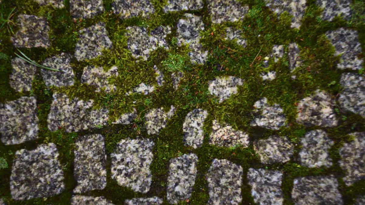 mech i brud na kostce brukowej