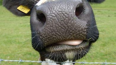 Pędzenie paliwa z krowich odchodów 1