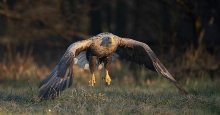 Co wiesz o zwierzętach latających? Sprawdź się w krzyżówce