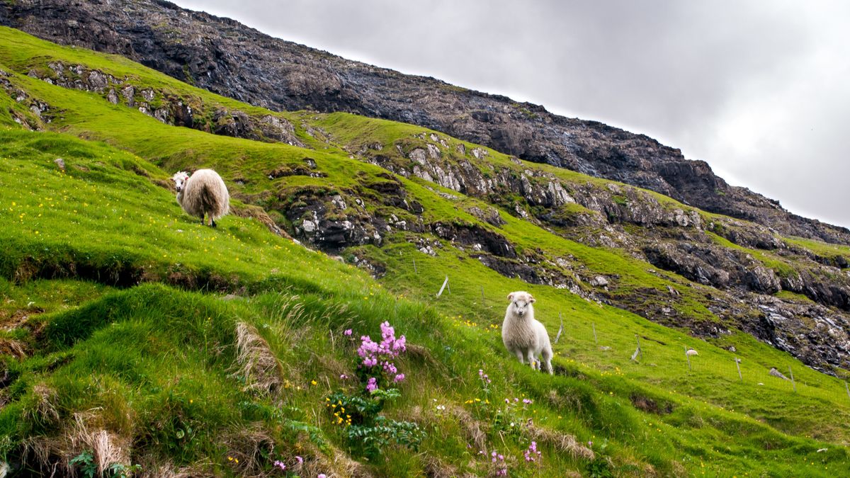 Wyspy owcze to zielony raj na ziemi