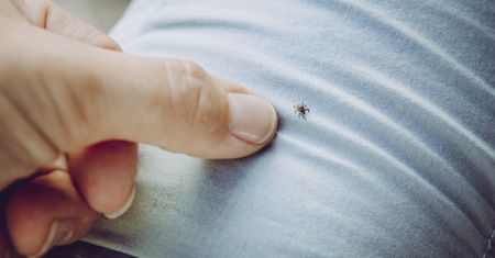 Tu chowają się kleszcze w domu. Koniecznie sprawdzaj te miejsca