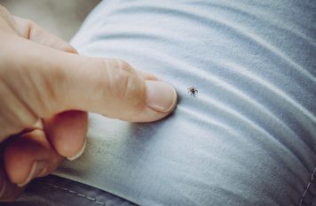 Tu chowają się kleszcze w domu. Koniecznie sprawdzaj te miejsca