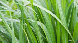 Trawa cytrynowa - właściwości, zastosowanie, uprawa