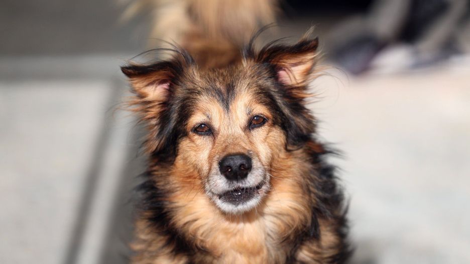 Podczas wydarzenia zaprezentowano &#34;Deklarację działania na rzecz dobrostanu zwierząt&#34;.