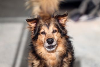 Poznań: Kongres Praw Zwierząt poprawi ich dobrostan?