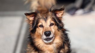 Poznań: Kongres Praw Zwierząt poprawi ich dobrostan?