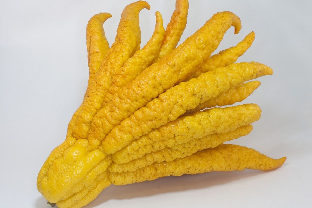 Fingered citron known as the "Buddha's hand"