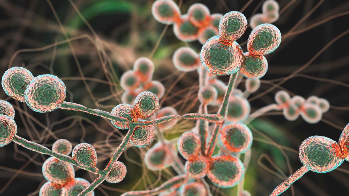 Grzyb sieje spustoszenie w USA 