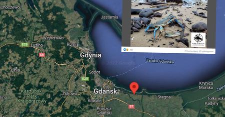 Szok na Pomorzu. To nagle wyszło z Bałtyku