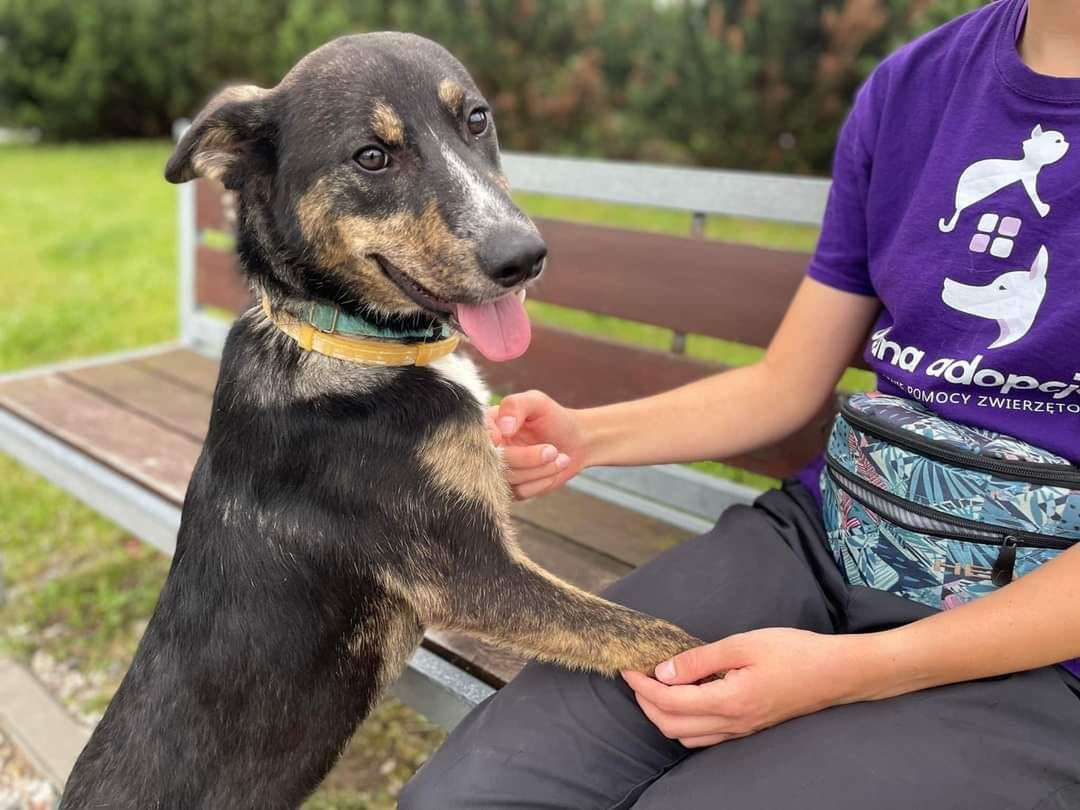 Stowarzyszenie Pomocy Zwierzętom Udana Adopcja zachęca do wolontariatu w schronisku!