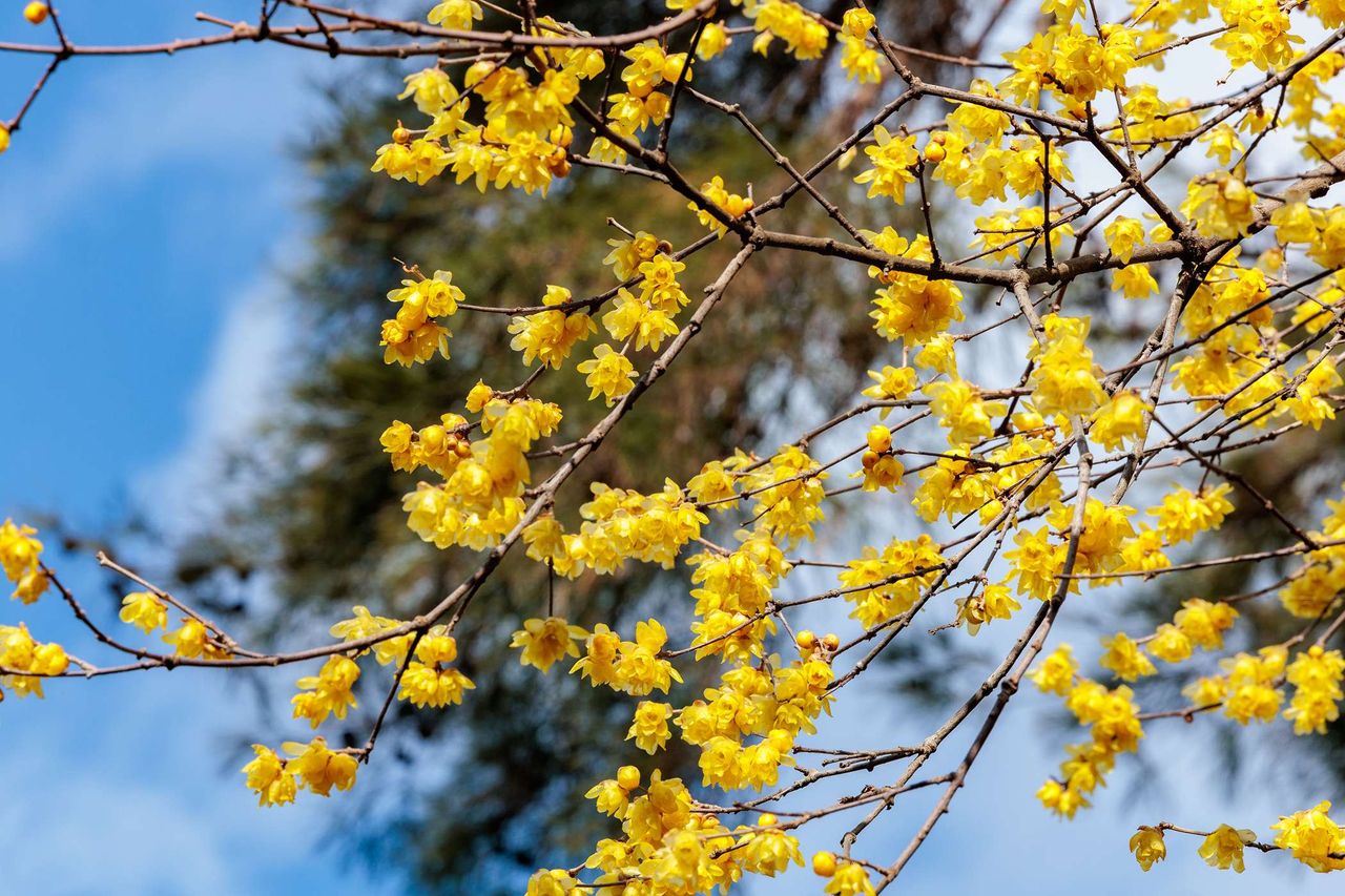 Piękny zimokwiat do ogrodu. Dekoracja i aromat zimą