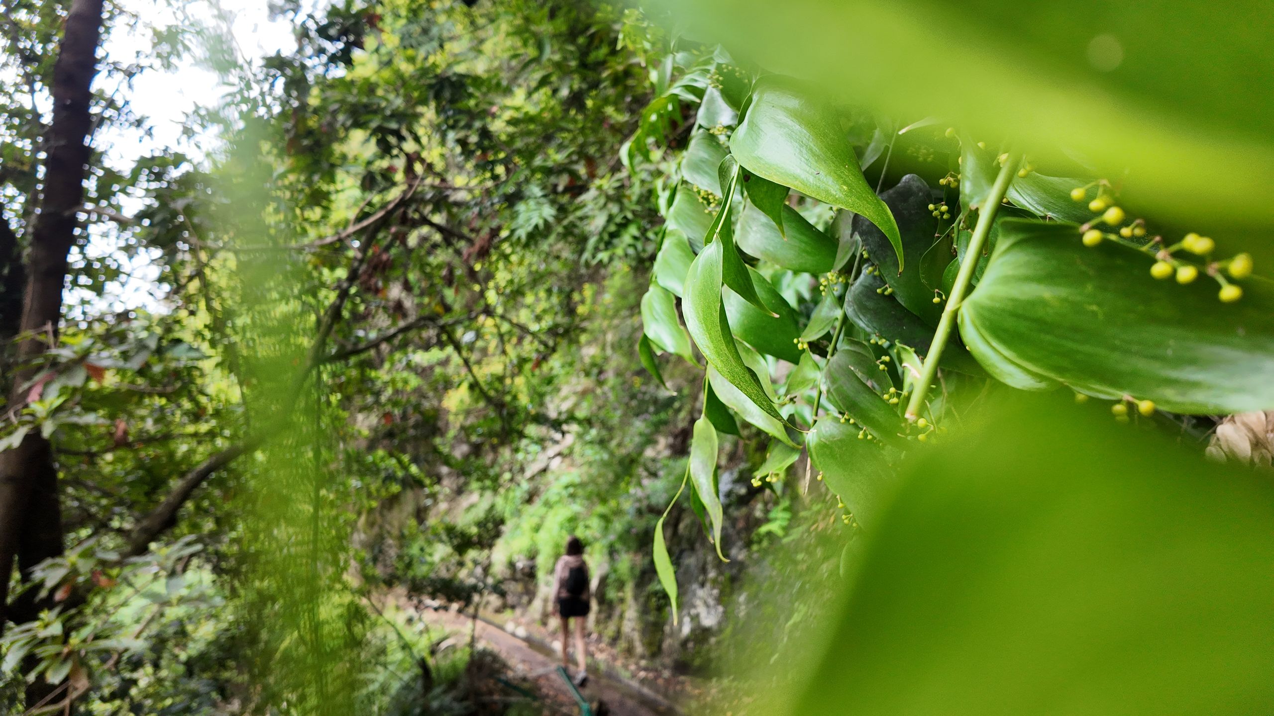 PR18 Levada do Rei