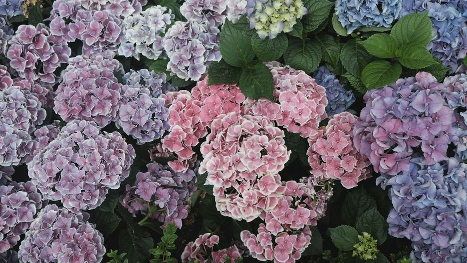 To zrób przy hortensjach do połowy listopada