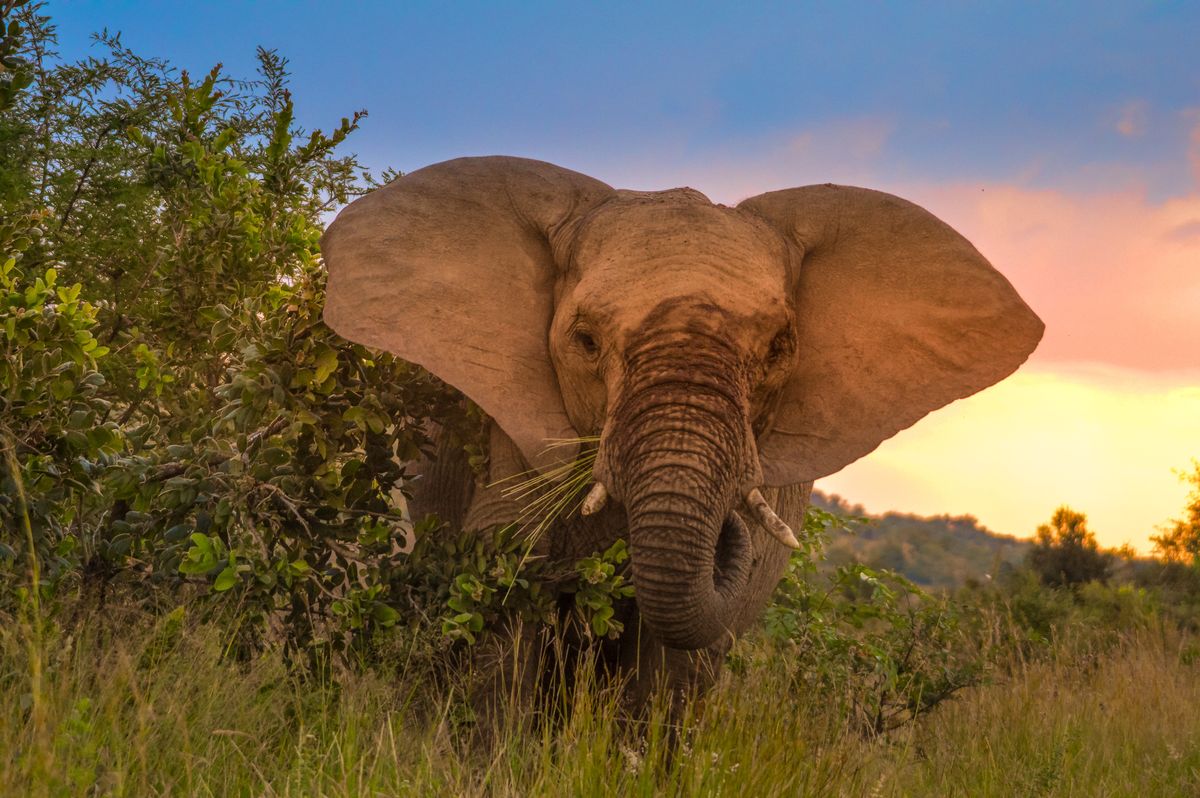Konflikt słoni z ludźmi będzie się nasilał, jeśli będzie im brakowało przestrzeni do życia 
