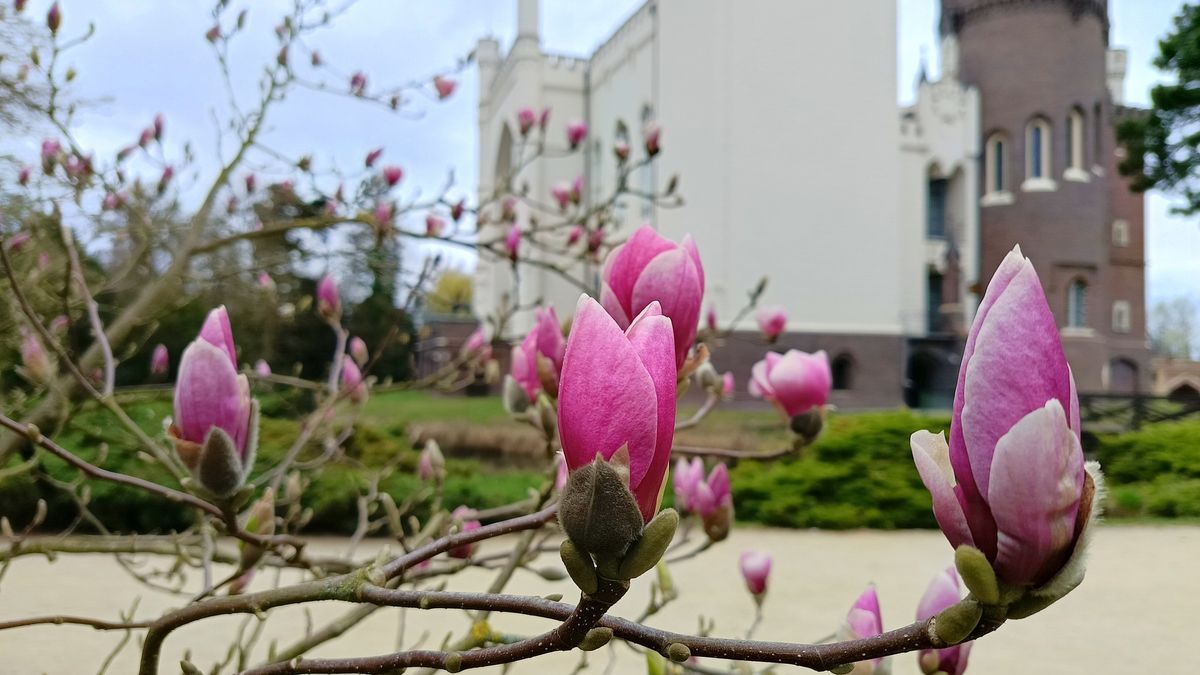 magnolie