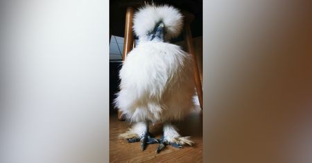 Śpiąca kura jedwabista. Uroczy kurczak podbija internet