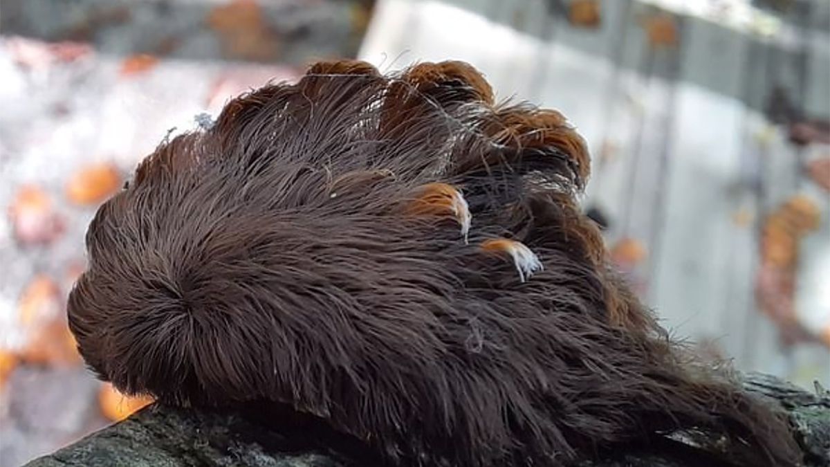 Włochate gąsienice mogą być niezwykle niebezpieczne dla ludzi