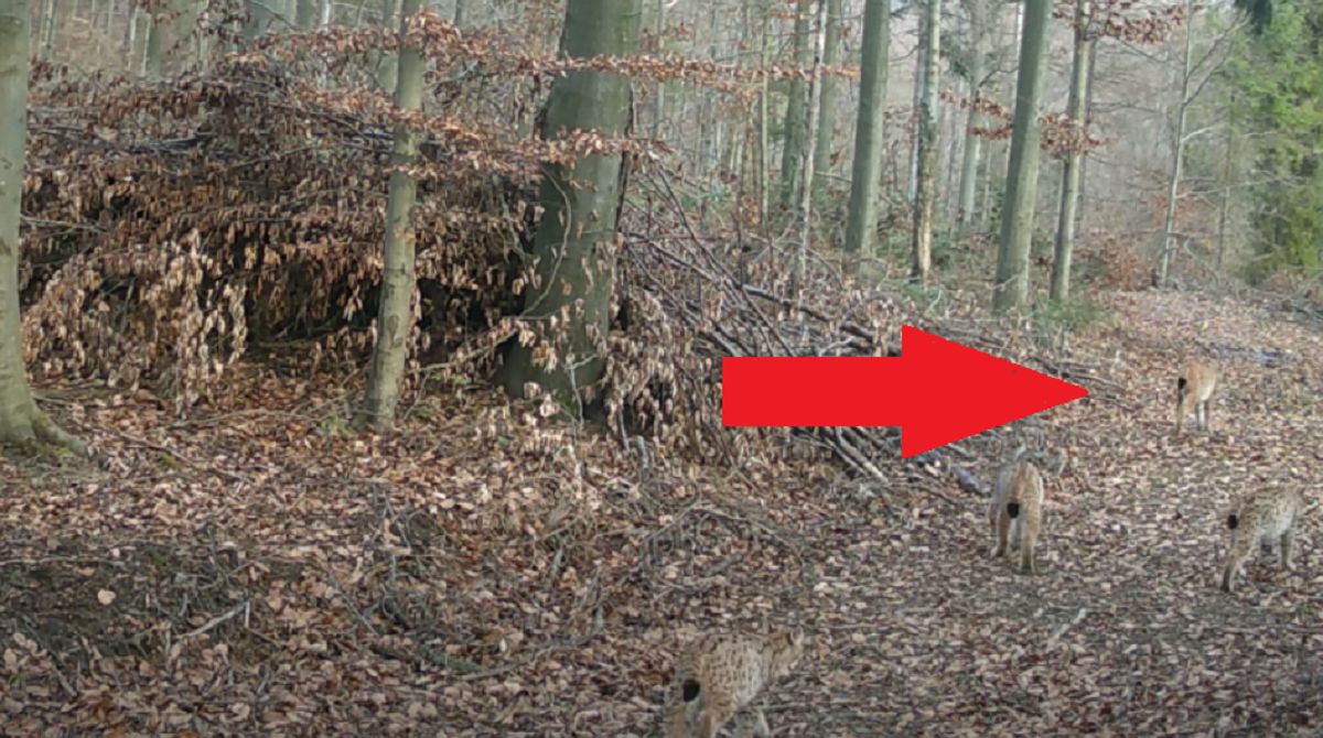 Pamiętacie małe rysie? Znów je nagrali