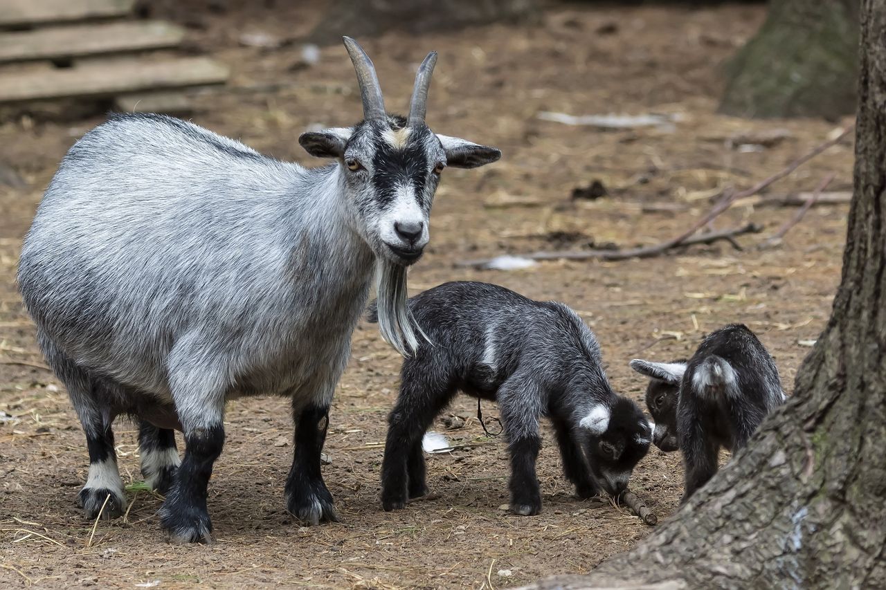 Afera w meksykańskim zoo. To straszne, co zgotowano zwierzętom