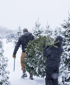 Ruszają kontrole w lasach. Policja na tropie złodziei choinek