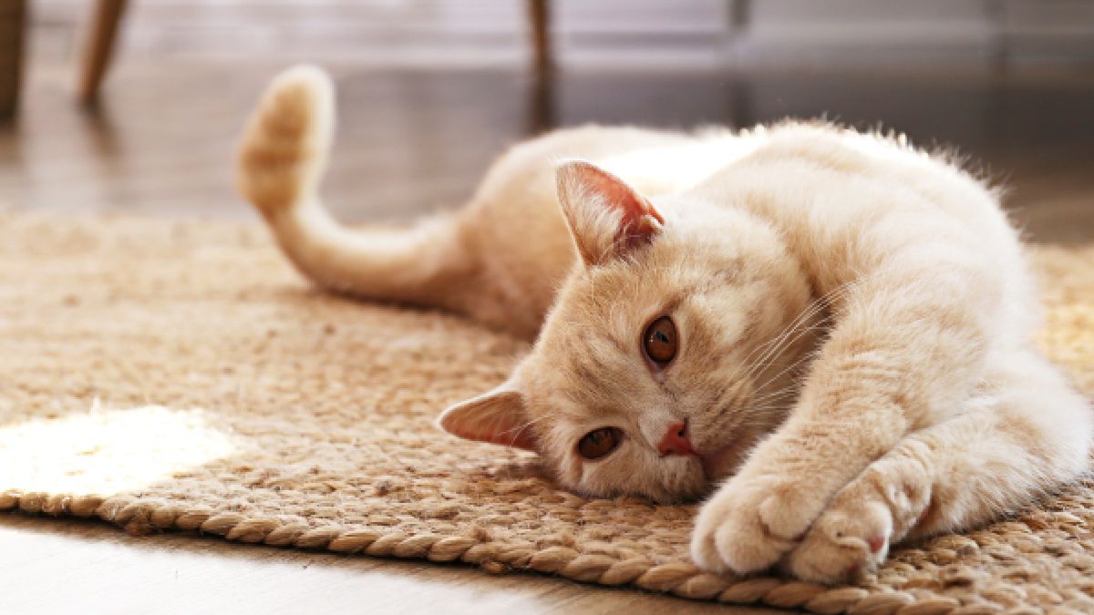 Sprawdź, co odkryli eksperci z Uniwersytetu w Kioto