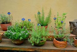 To koniec polskiej firmy. Sprzedawali jadalne mikroliście