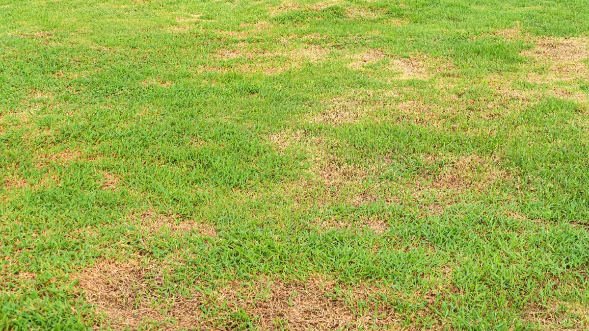 Zagęszczanie trawnika w kilka dni.