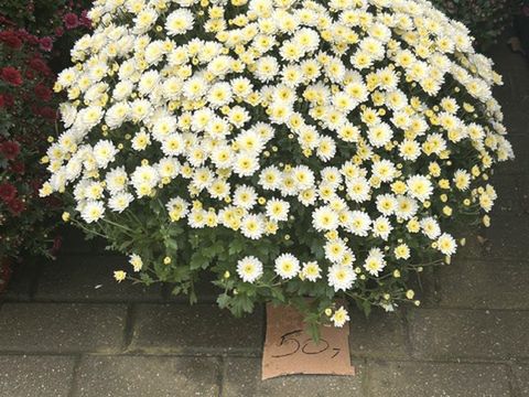 Ceny na Cmentarzu Dywity w Olsztynie 