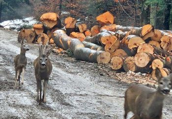 Leśnik chwycił za aparat. Jeden miał "mchową czapeczkę"